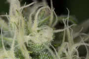 Blue Dream – Humboldt Seed Organization – Feminized