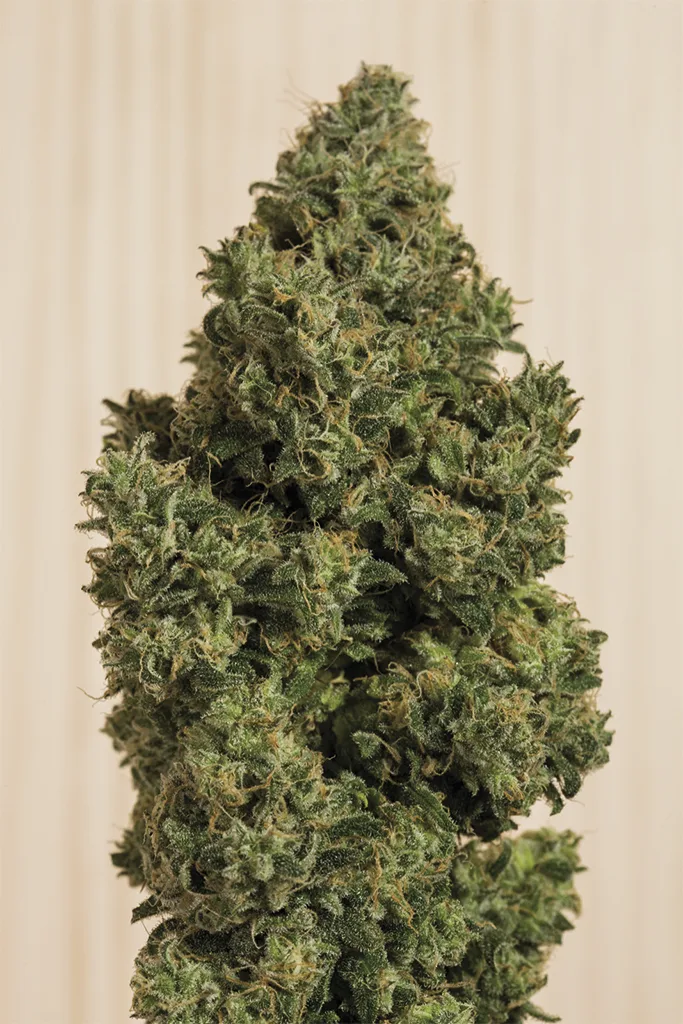 Blue Dream CBD – Humboldt Seed Organization – Feminized