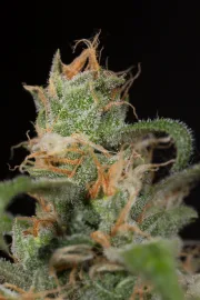 Blue Dream CBD – Humboldt Seed Organization – Feminized
