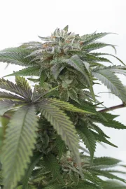 Bubba Kush 2.0 – Humboldt Seed Organization – Feminized