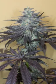 Bubba Kush 2.0 – Humboldt Seed Organization – Feminized
