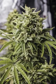 Bubba Kush Auto – Humboldt Seed Organization – Autoflowering