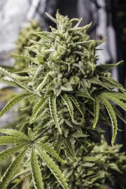 Bubba Kush Auto – Humboldt Seed Organization – Autoflowering