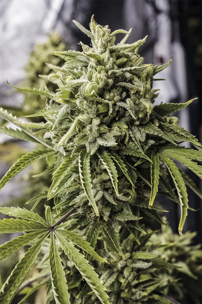 Bubba Kush Auto – Humboldt Seed Organization – Autoflowering