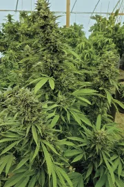 Chemdawg – Humboldt Seed Organization – Feminized