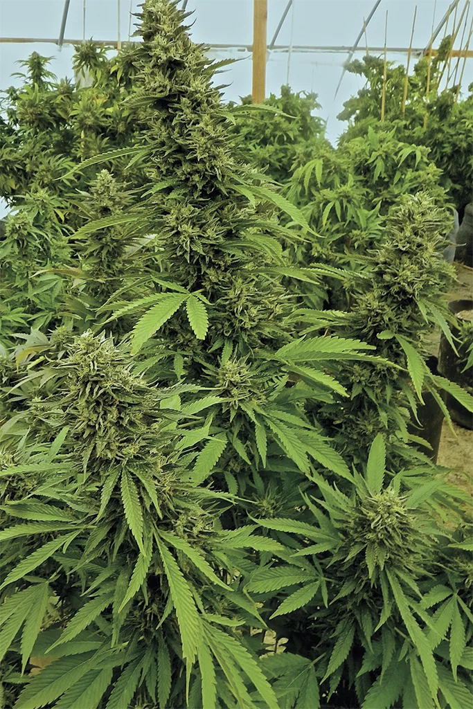 Chemdawg – Humboldt Seed Organization – Feminized
