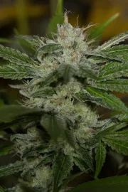 Chemdawg – Humboldt Seed Organization – Feminized