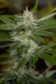 Chemdawg – Humboldt Seed Organization – Feminized