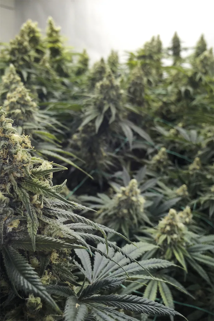 Desert Diesel – Humboldt Seed Organization – Feminized
