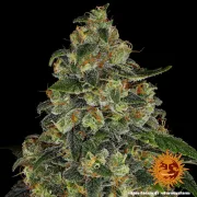 Blue Gelato 41