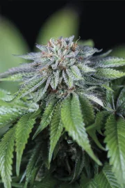 Ewe-2 – Humboldt Seed Organization – Feminized
