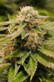 Gorilla Breath – Humboldt Seed Organization – Feminized