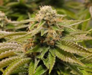 Gorilla Breath – Humboldt Seed Organization – Feminized