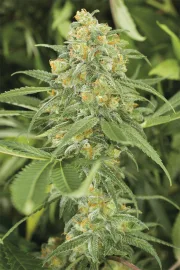 Green Crack – Humboldt Seed Organization – Feminized