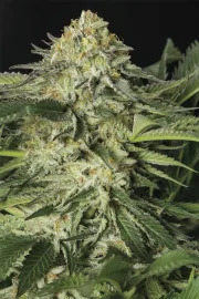 Lemon Garlic OG – Humboldt Seed Organization – Feminized