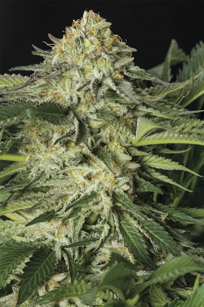 Lemon Garlic OG – Humboldt Seed Organization – Feminized