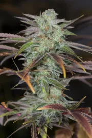 Lemon Kush Headband – Humboldt Seed Organization – Feminized