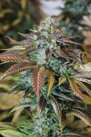 Lemon Kush Headband – Humboldt Seed Organization – Feminized