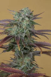 Lemon Kush Headband – Humboldt Seed Organization – Feminized