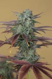 Lemon Kush Headband – Humboldt Seed Organization – Feminized