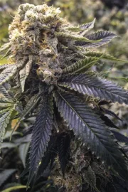 Lost Coast Hashplant – Humboldt Seed Organization – Feminized