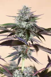 Lost Coast Hashplant – Humboldt Seed Organization – Feminized