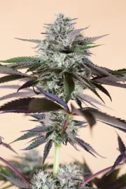 Lost Coast Hashplant – Humboldt Seed Organization – Feminized