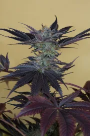 Lost Coast OG – Humboldt Seed Organization – Feminized