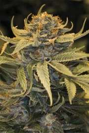 Lost Coast OG – Humboldt Seed Organization – Feminized