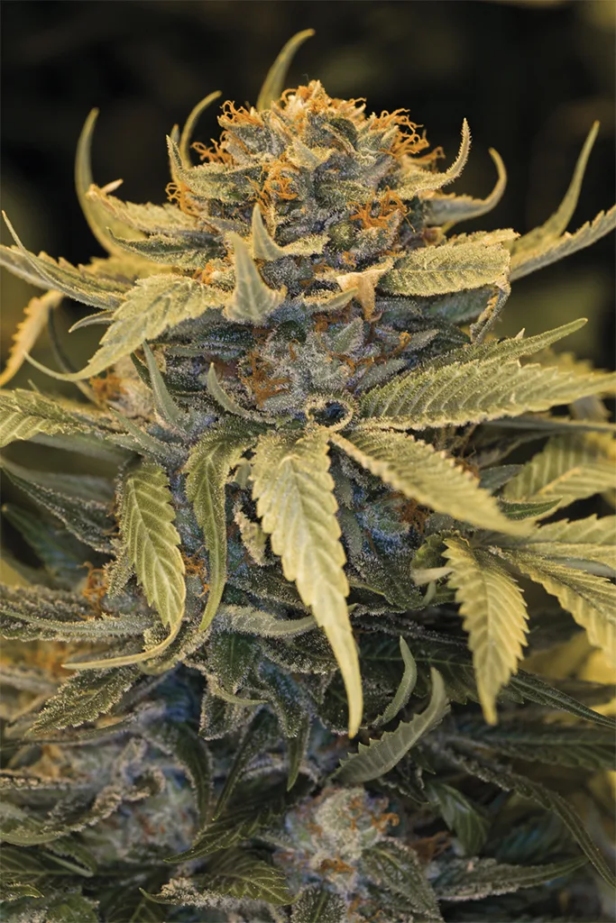 Lost Coast OG – Humboldt Seed Organization – Feminized