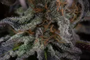 Lost Coast OG – Humboldt Seed Organization – Feminized