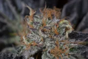Lost Coast OG – Humboldt Seed Organization – Feminized