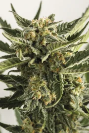 Lost Coast Skunk Auto – Humboldt Seed Organization – Autoflowering