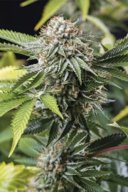 Mango Sapphire – Humboldt Seed Organization – Feminized