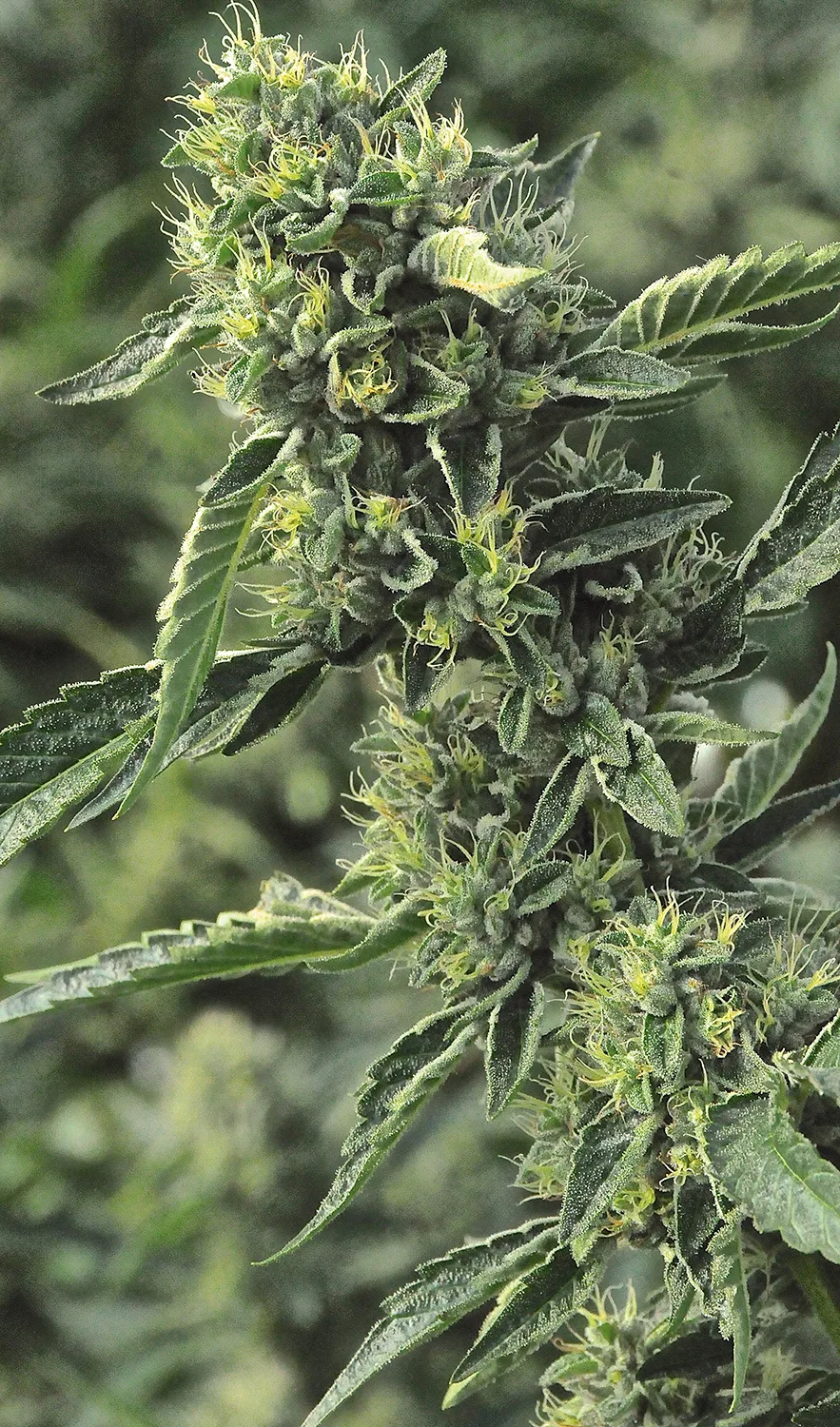 OG Kush – Humboldt Seed Organization – Feminized