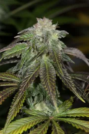 OG Kush – Humboldt Seed Organization – Feminized