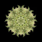 OG Kush – Humboldt Seed Organization – Feminized