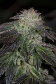 OG Kush – Humboldt Seed Organization – Feminized