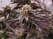 OGKZ – Humboldt Seed Organization – Feminized