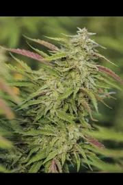Purple Trainwreck – Humboldt Seed Organization – Feminized