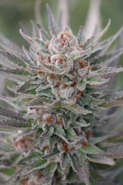 Sapphire Scout – Humboldt Seed Organization – Feminized