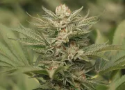 Sapphire Scout – Humboldt Seed Organization – Feminized