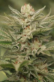 Sapphire Scout – Humboldt Seed Organization – Feminized