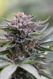 Sapphire Scout – Humboldt Seed Organization – Feminized