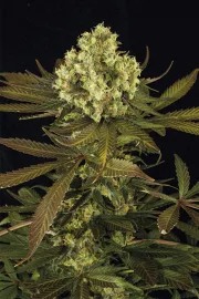 Sour Blueberry – Humboldt Seed Organization – Feminized