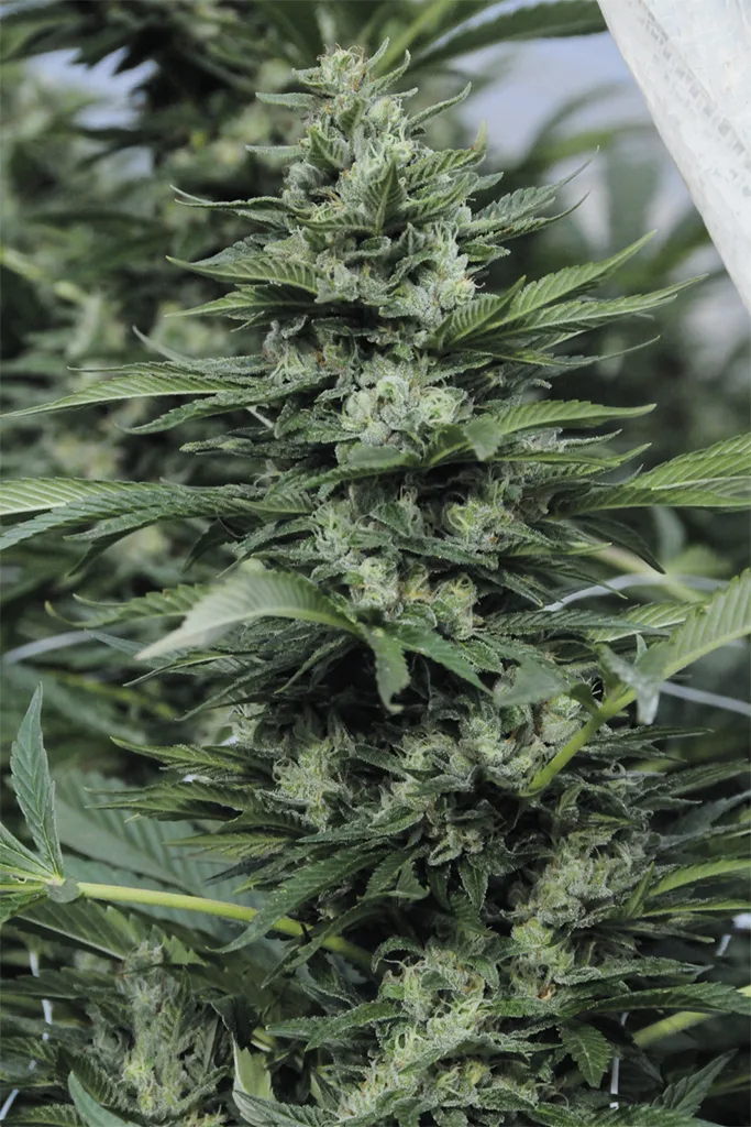 Sour Diesel #2 – Humboldt Seed Organization – Feminized