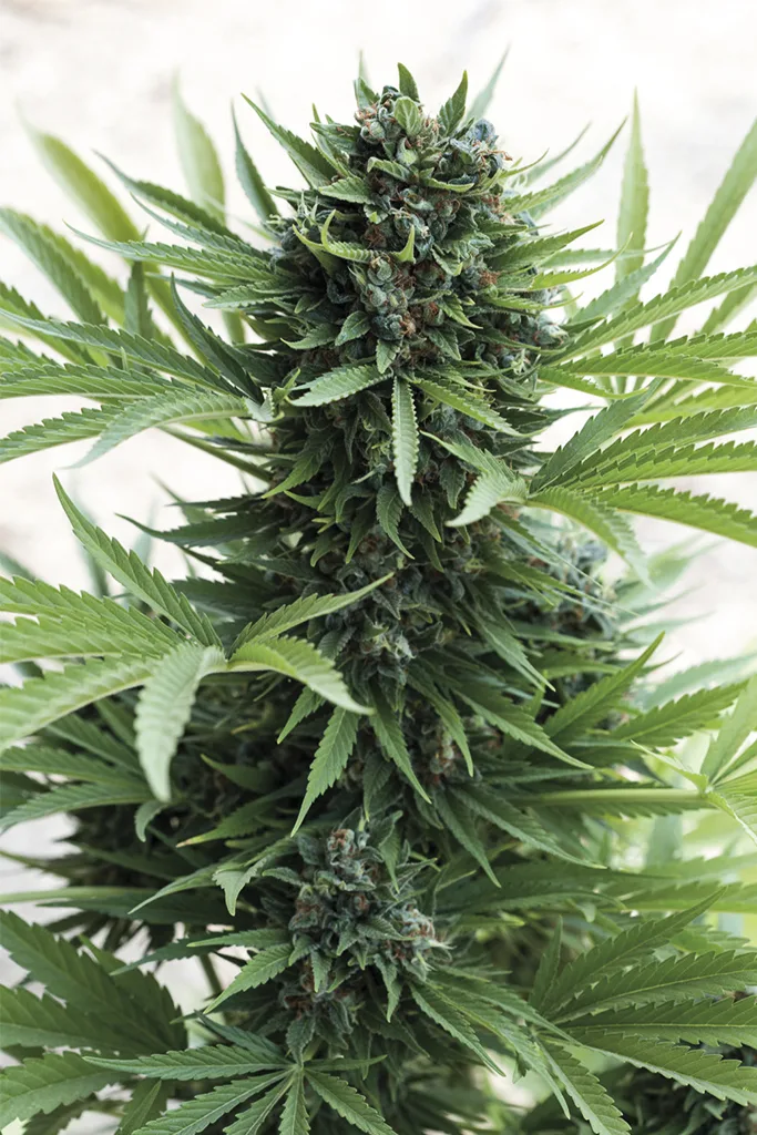 Sour Diesel Auto – Humboldt Seed Organization – Autoflowering