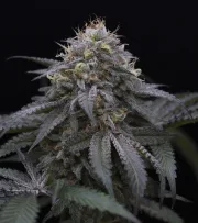 Sugar Breath – Humboldt Seed Organization – Feminized