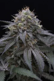 Sugar Breath – Humboldt Seed Organization – Feminized