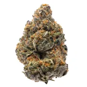 The New – Humboldt Seed Organization – Feminized